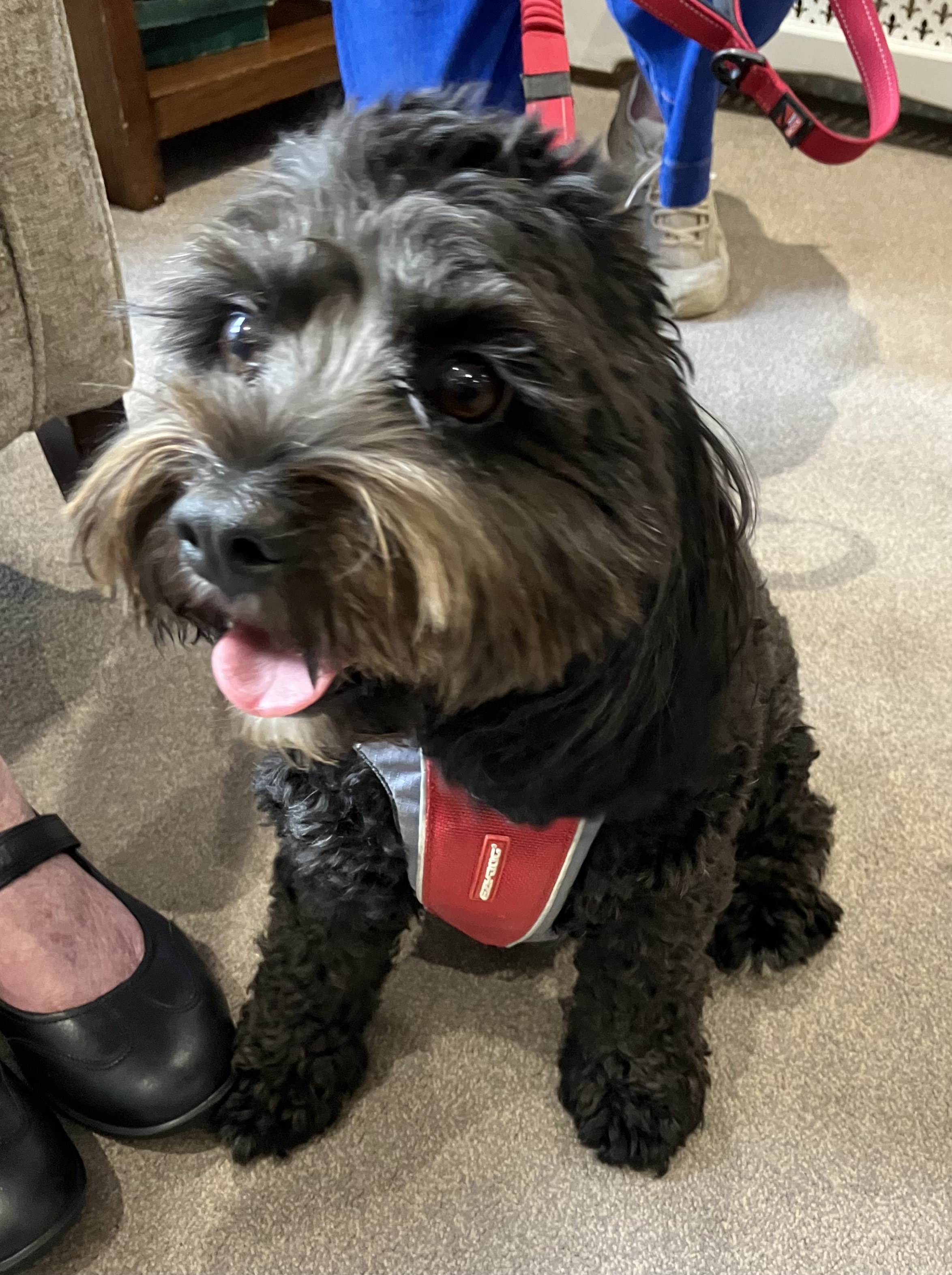 Pets as therapy dog Billy, a small black cockapoo, seated.