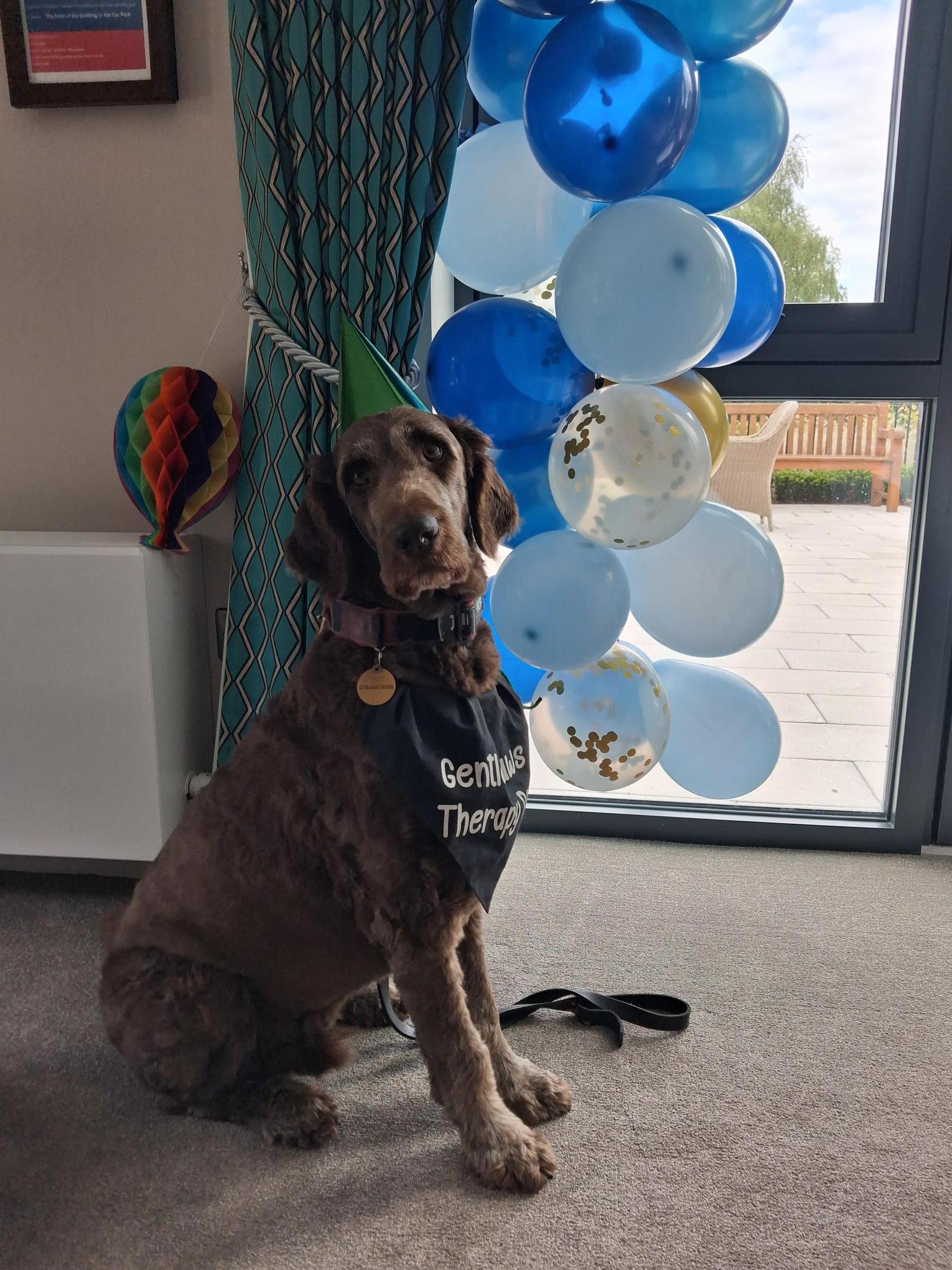 Ernie the therapy dog 