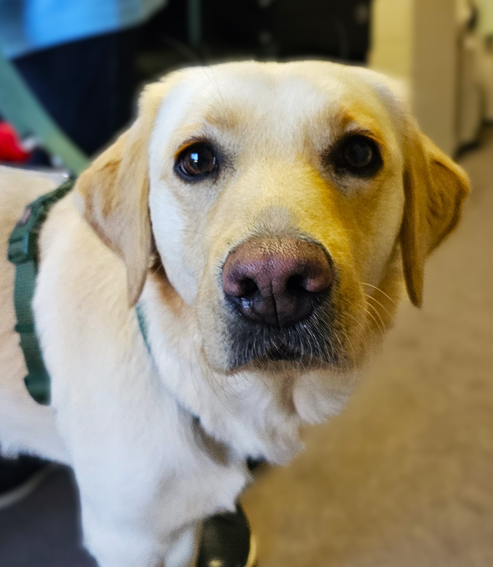 Guide Dog 