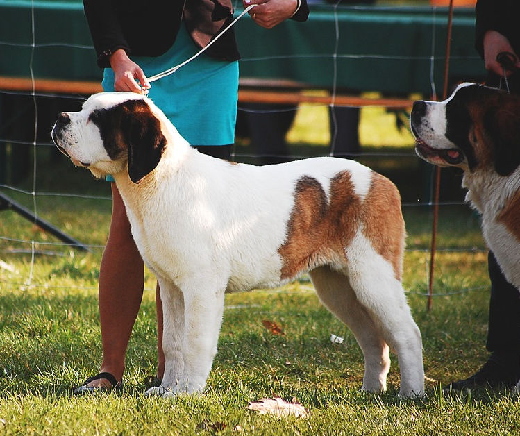 Animals in Need Dog Show at Elm Bank
