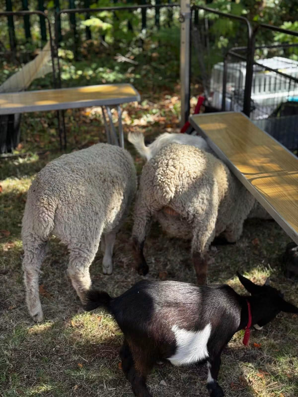 Farm fun day at Park View 