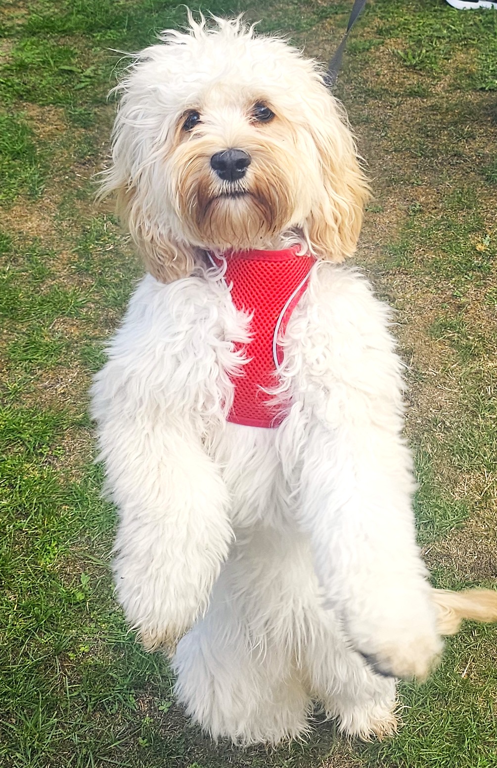 All the way from Windsor this beautiful Pup stole hearts