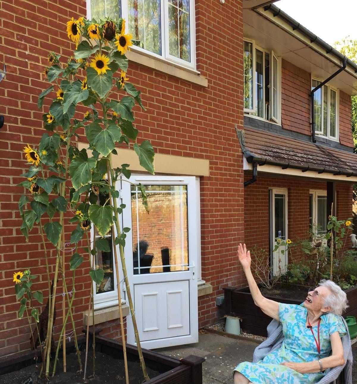 Dudwell St Marys Sunflower Competition