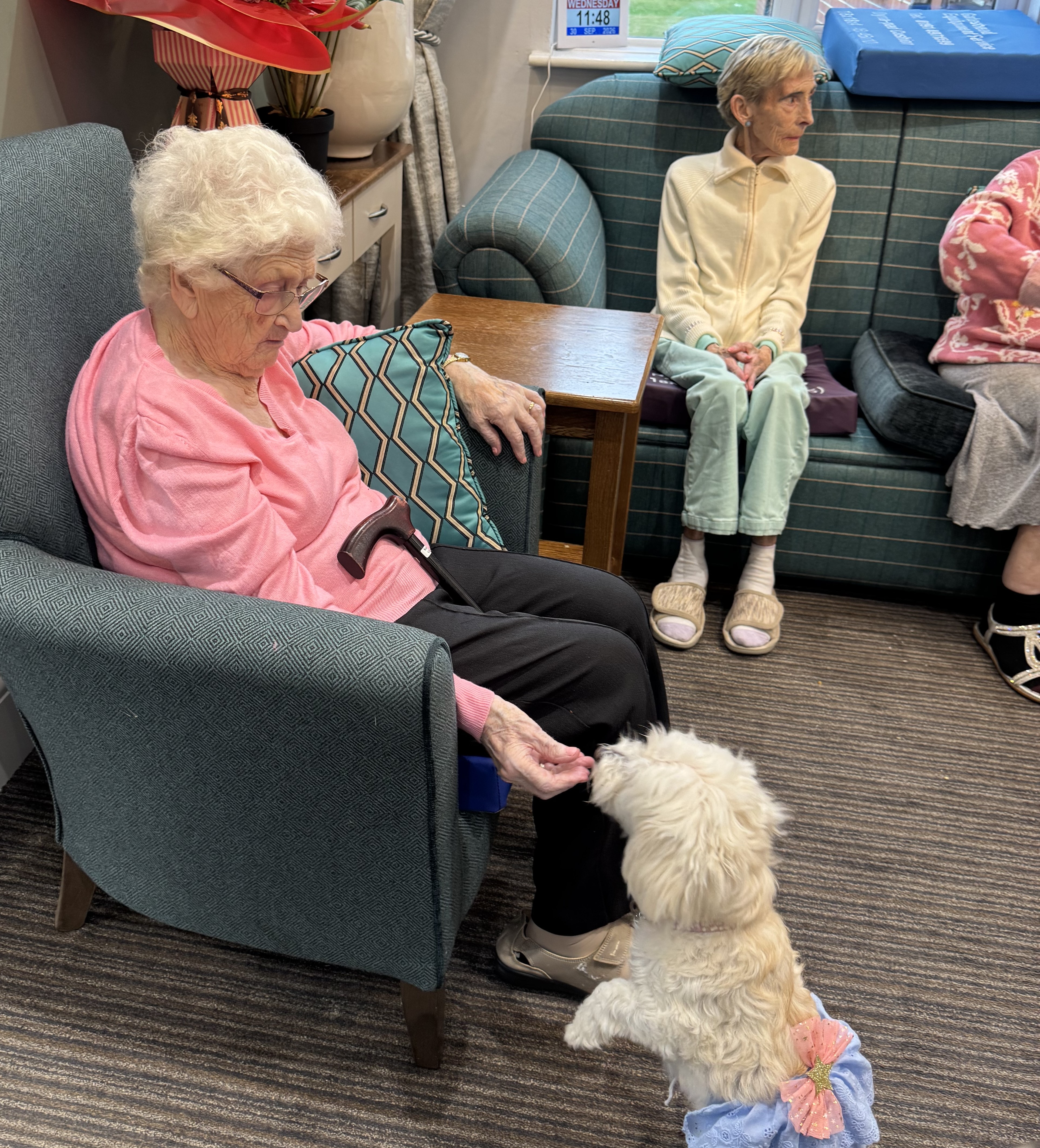 Dog Show Days at Appletree Grange