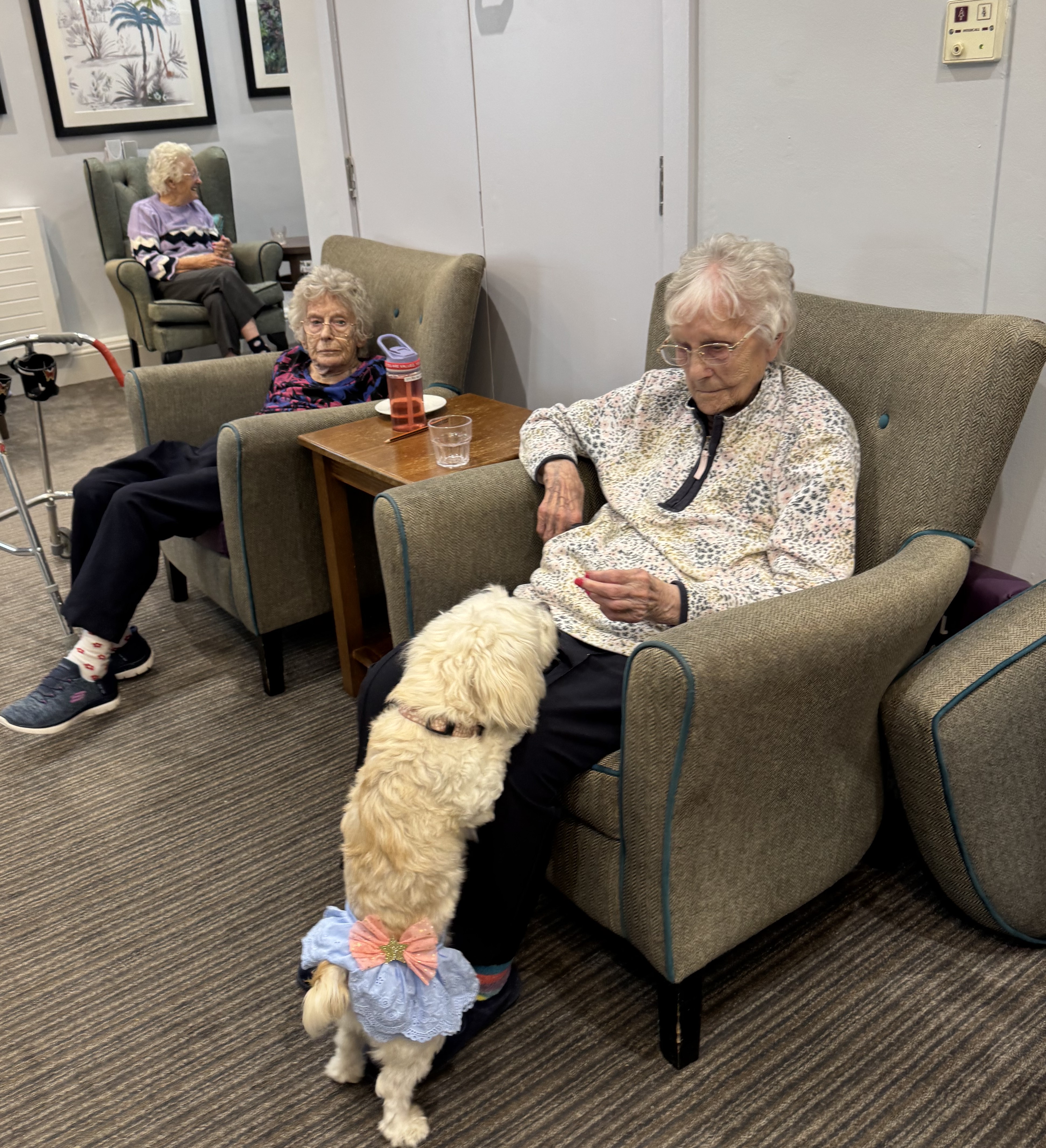 Dog Show Days at Appletree Grange