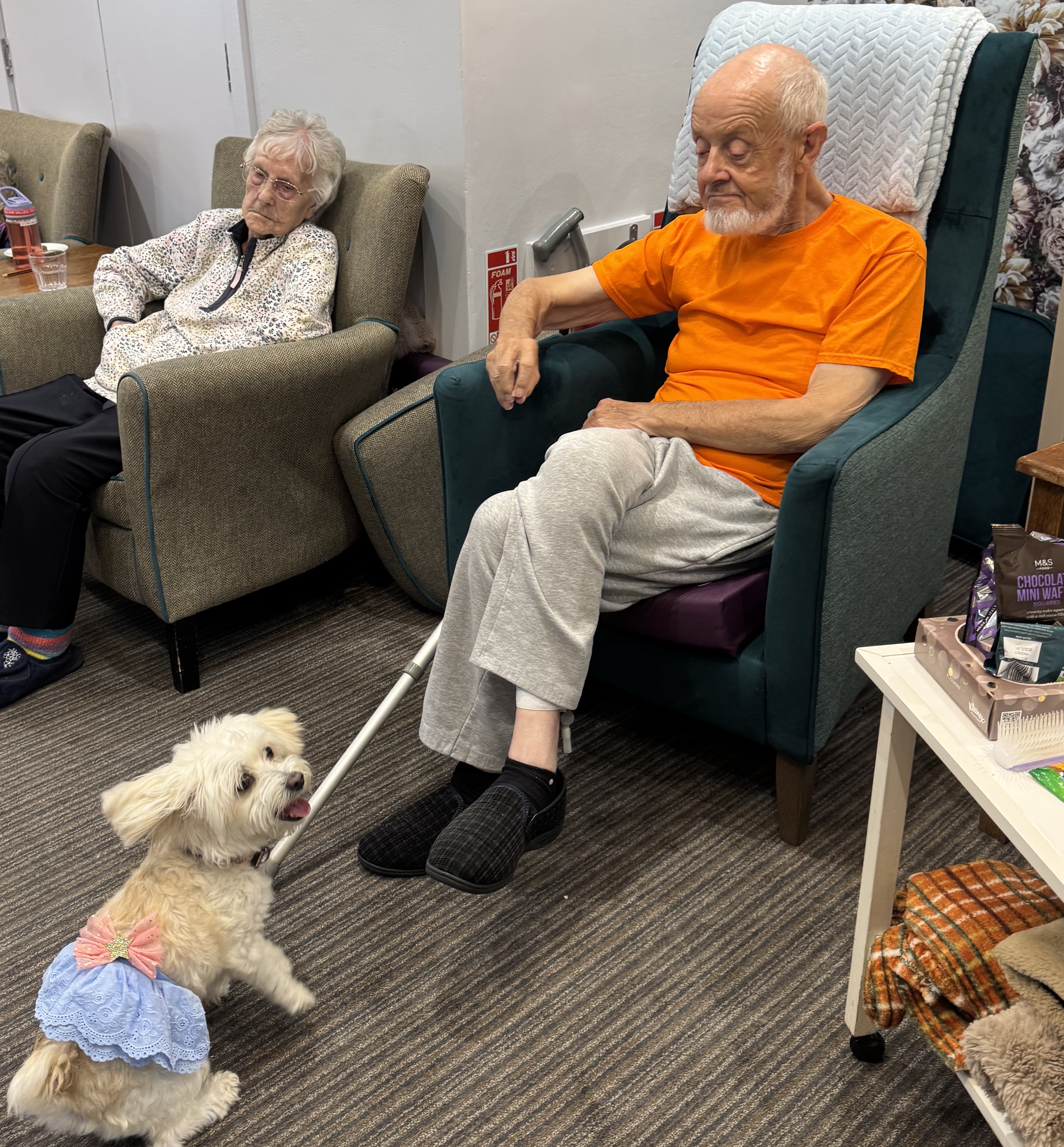 Dog Show Days at Appletree Grange