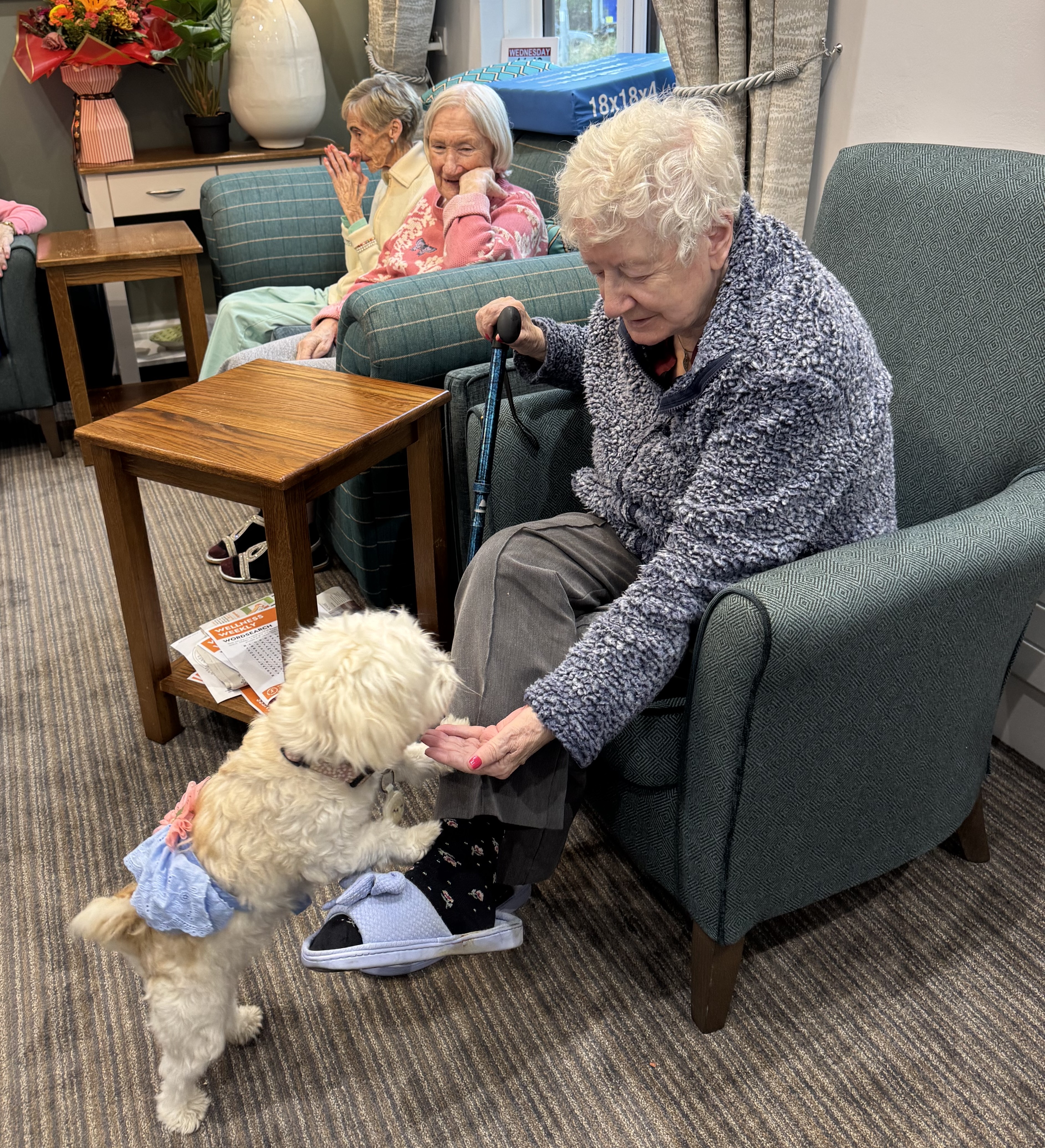 Dog Show Days at Appletree Grange