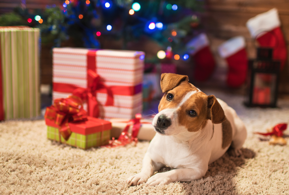 Christmas Dog Boxes