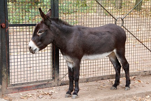 Meet the Donkeys