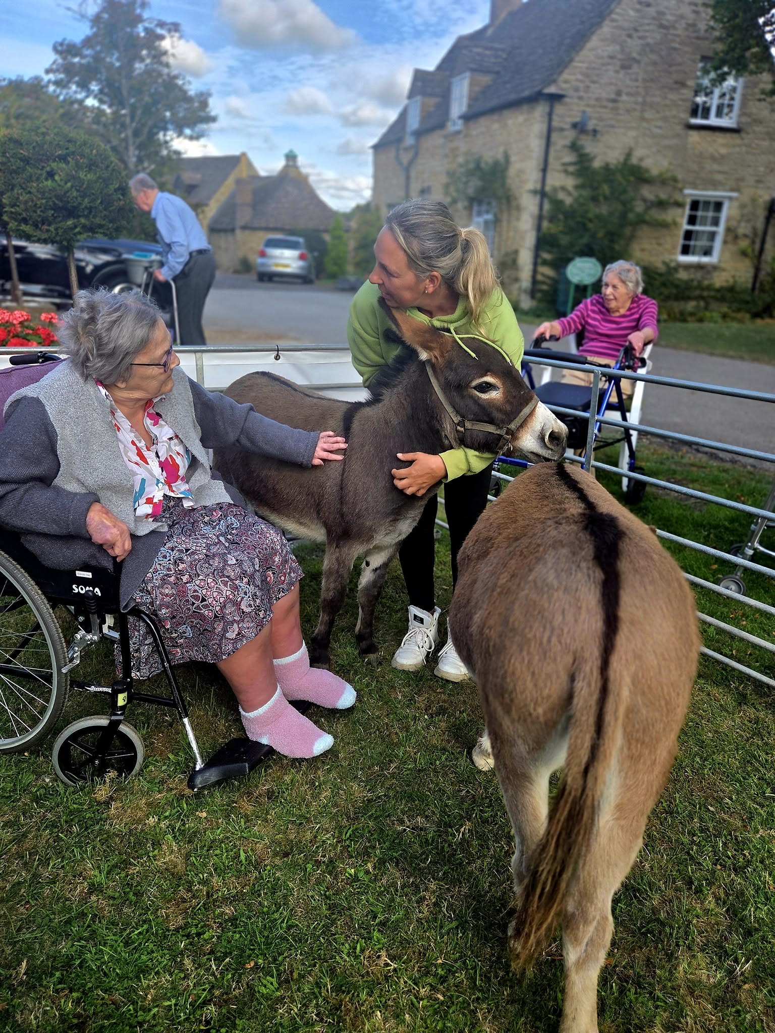 Lovable Miniature Donkeys