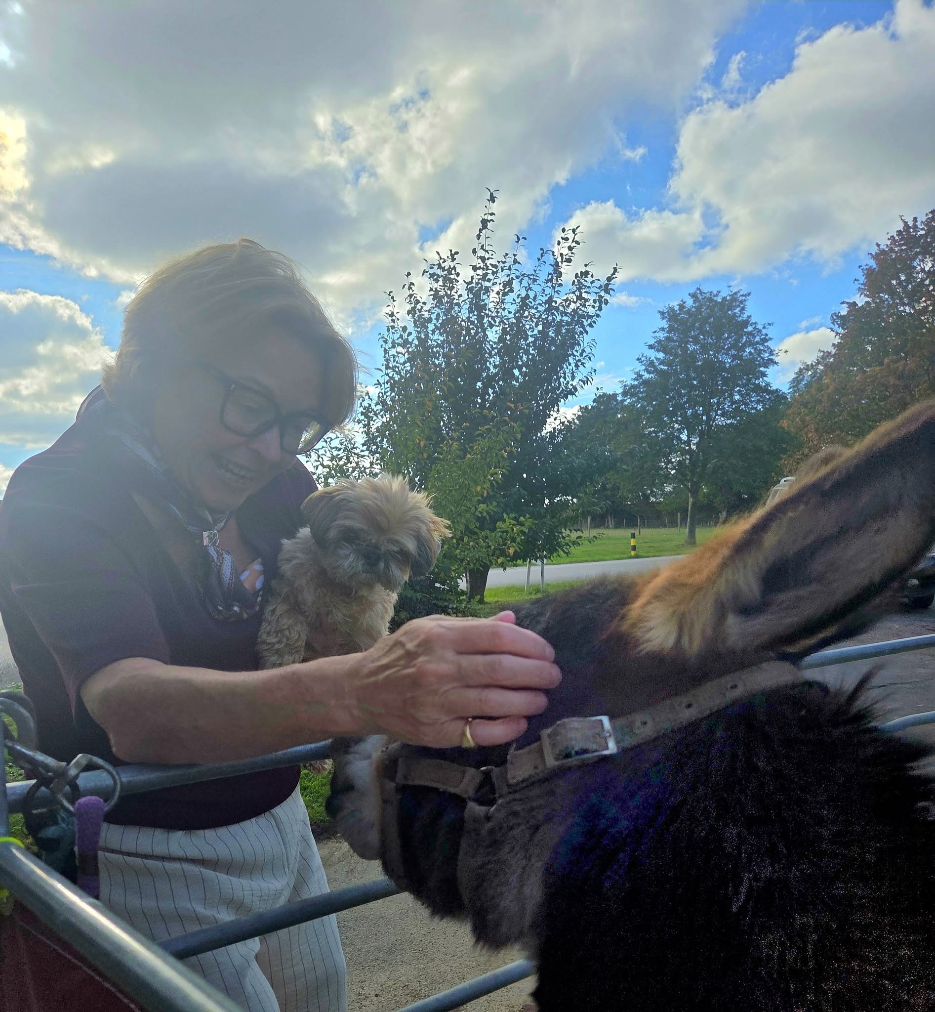Lovable Miniature Donkeys