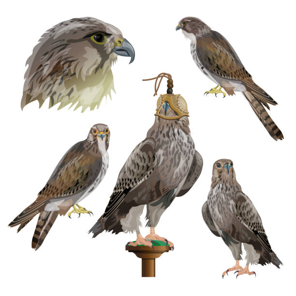 Falconry Presentation