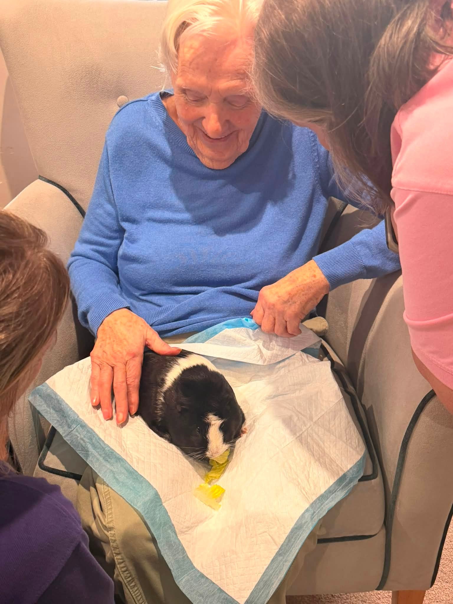 Animal therapy 
