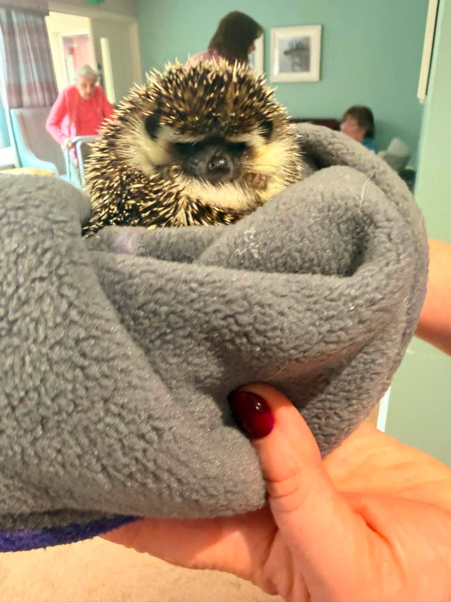 Animal therapy 