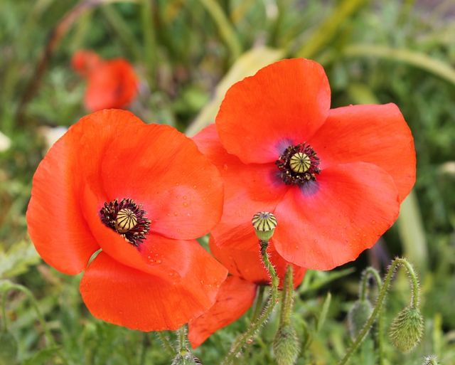 Remembrance Day at Hurstwood View