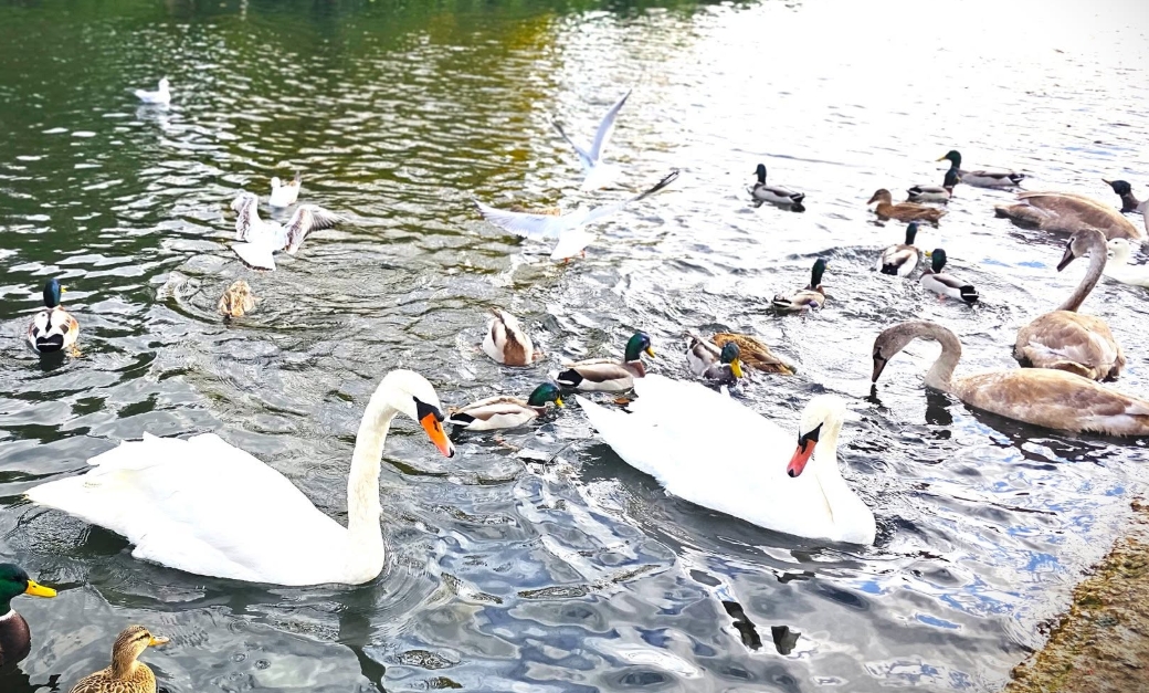 Shopping and Wicksteed Park Outing