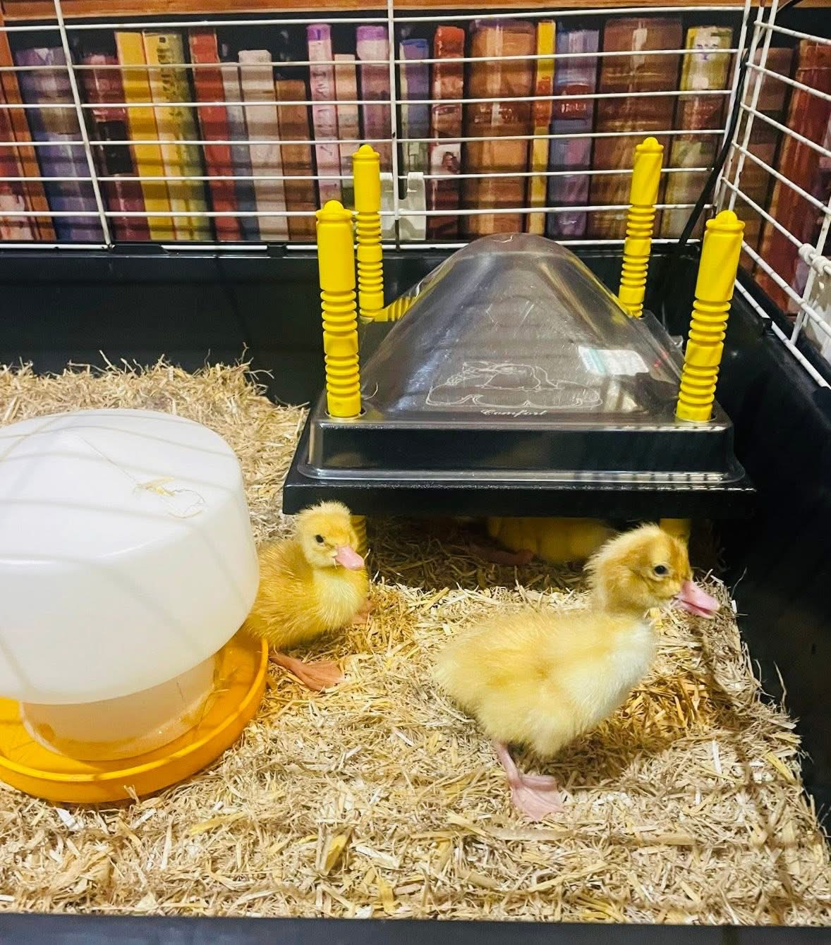 A lovely Afternoon getting an update about our Ducklings that we hatched