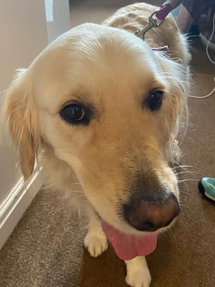 Therapy dog visit!