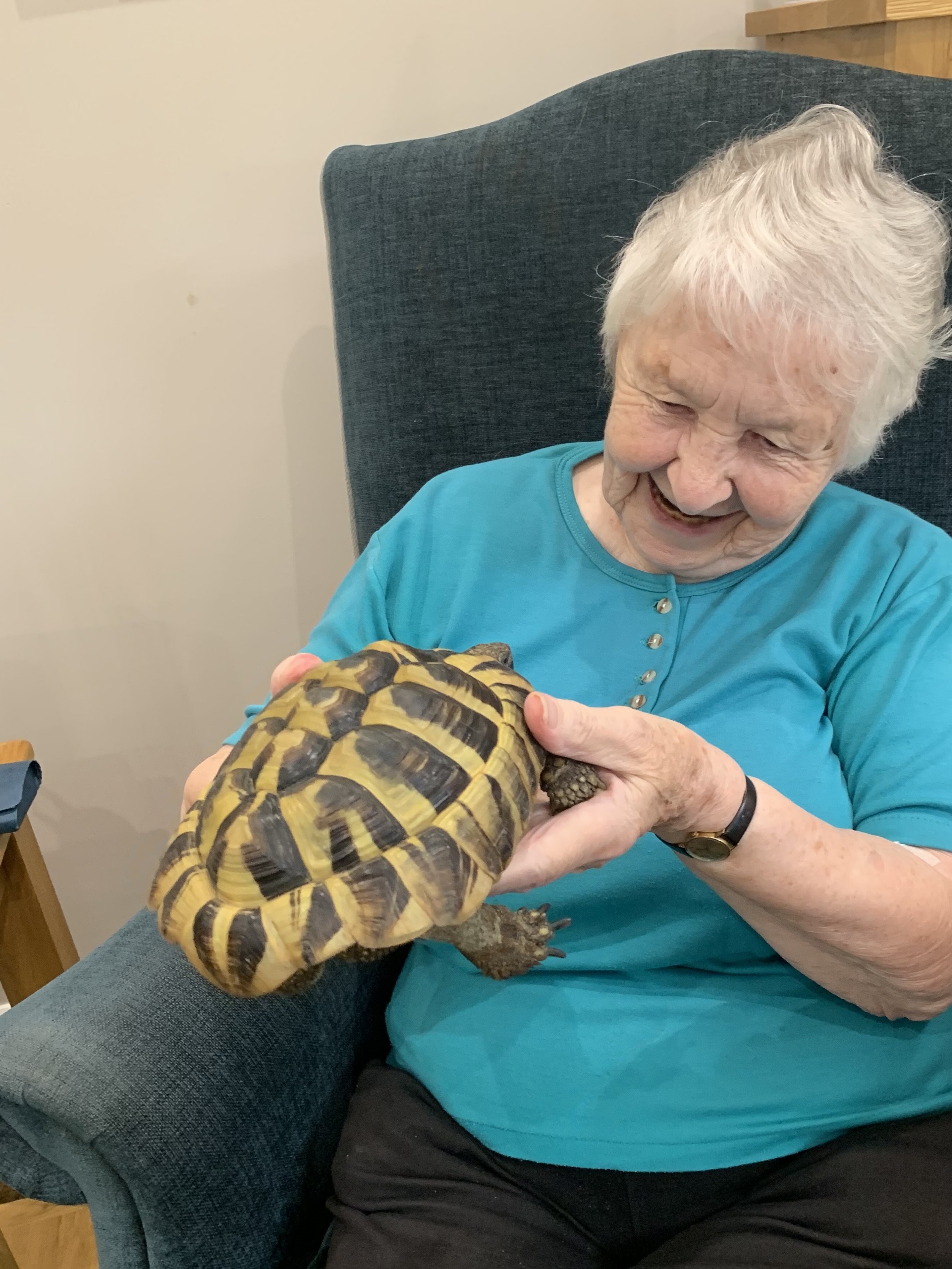 Animal therapy