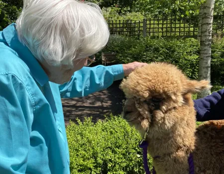 Alpacas Come to Visit