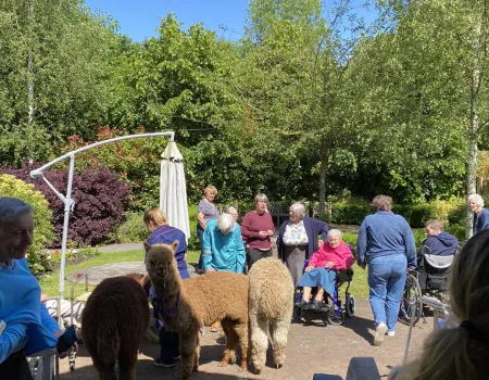 Alpacas Come to Visit