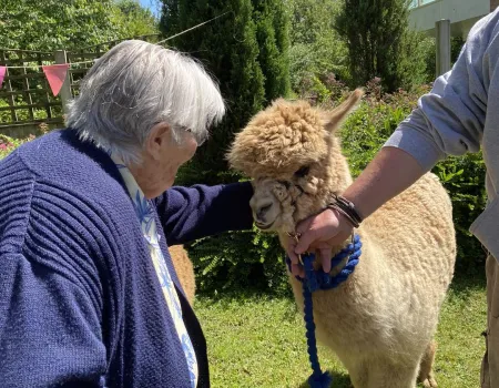 Alpacas Come to Visit