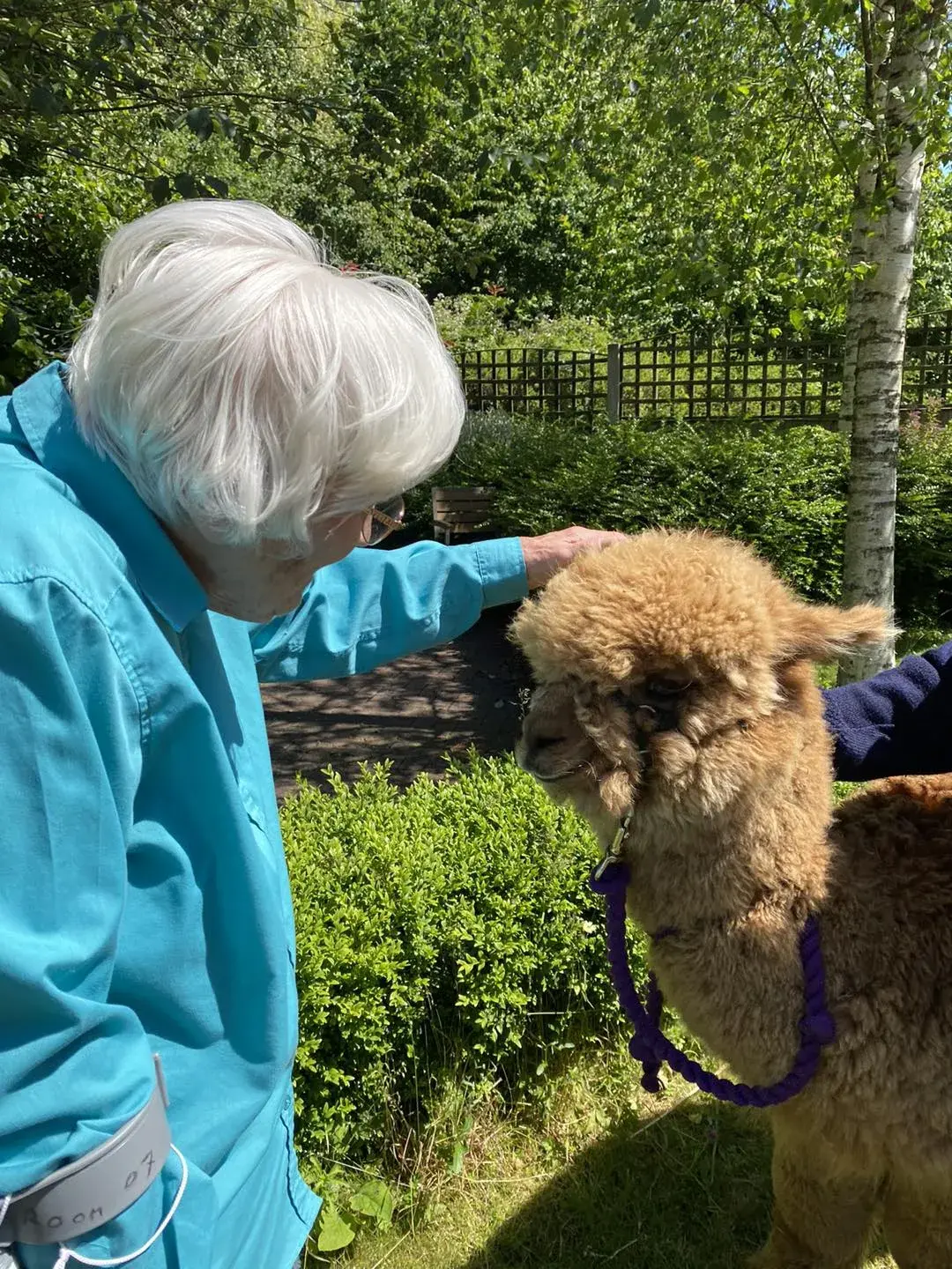 Alpacas Come to Visit