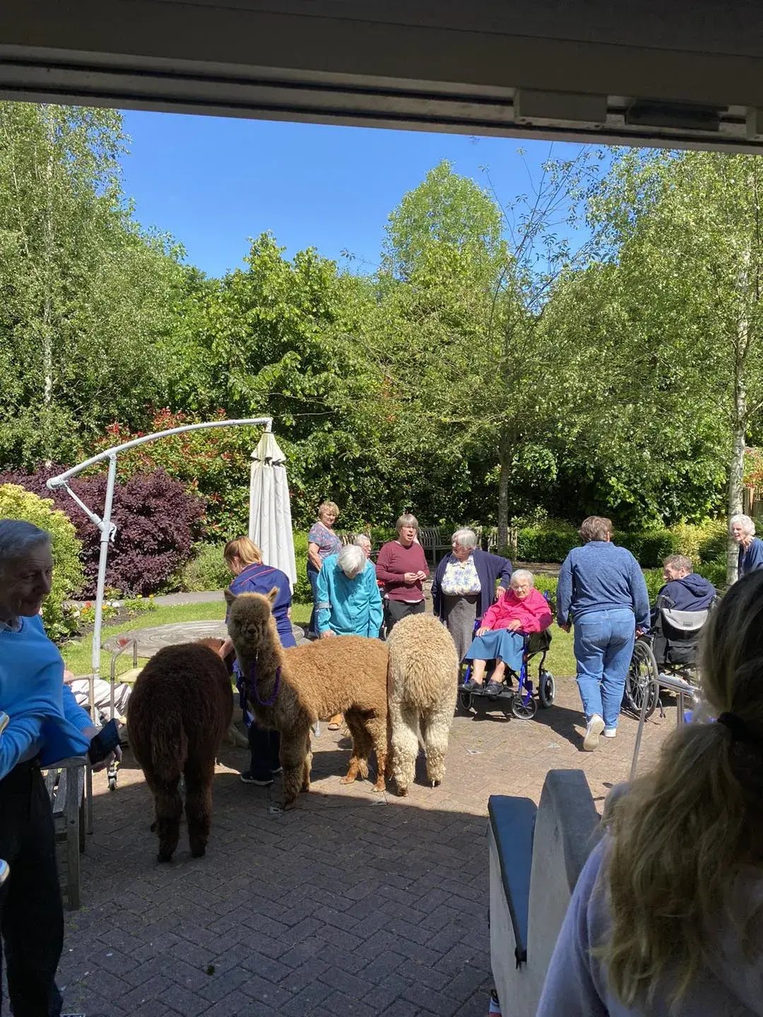 Alpacas Come to Visit