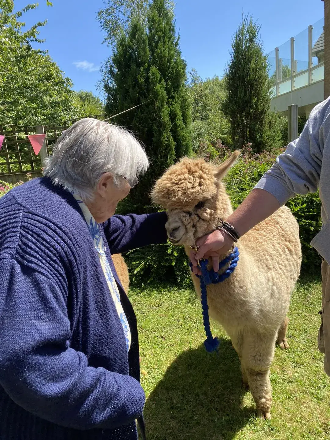 Alpacas Come to Visit