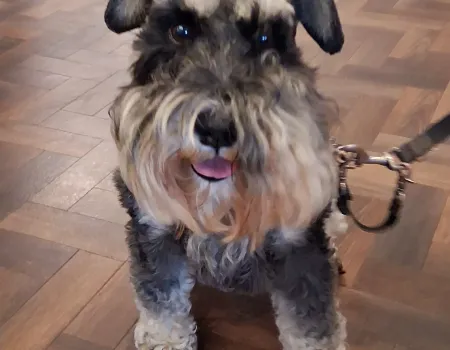 Yappy Hour! Doggie Community Cafe