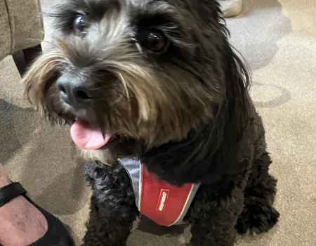 Dog therapy - with BIlly