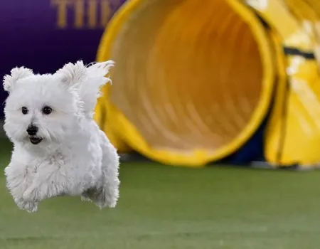 Dog Show