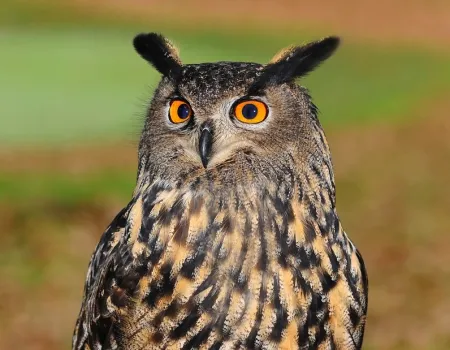 Wild About Britain - Wildlife Visit