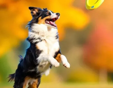 Community Dog Show
