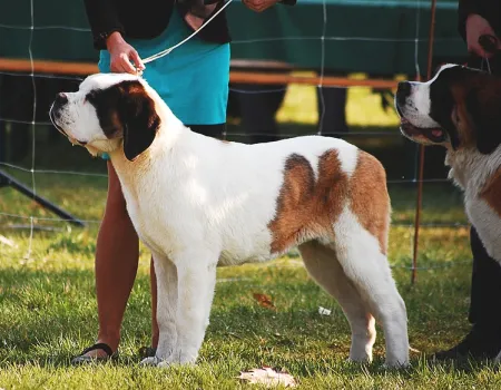 Dog Show