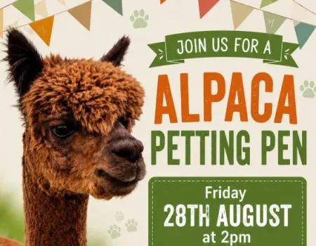 Alpaca Petting Pen and Picnic at Hampton