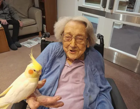 Poppy the Cockatiel