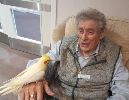 Poppy the Cockatiel