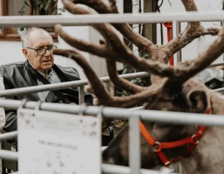 Festive Reindeer Visit