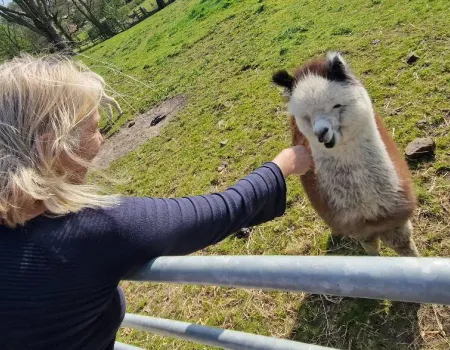Trip to see the alpacas!
