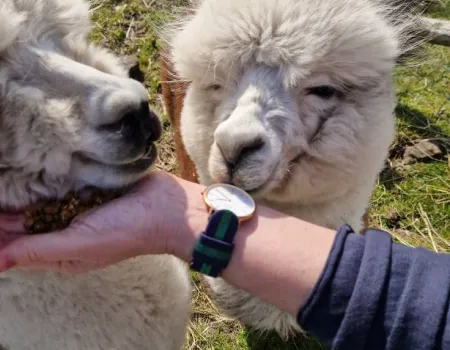 Trip to see the alpacas!