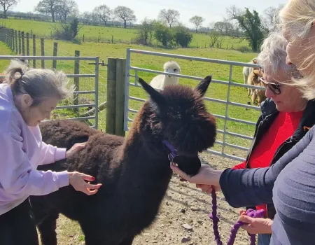 Trip to see the alpacas!