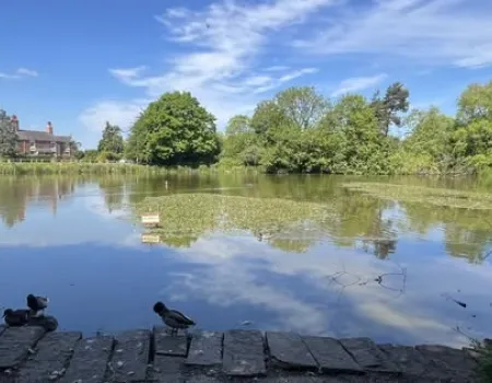 A morning visiting the duck pond
