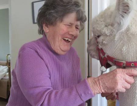 A visit from Alpacas!