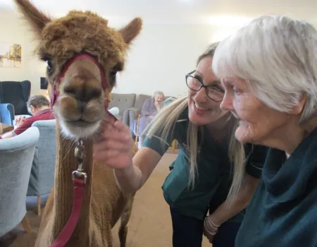 A visit from Alpacas!