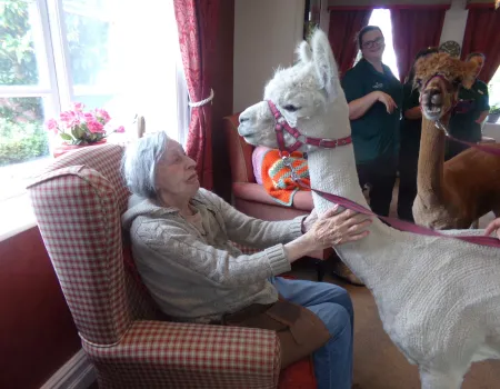 A visit from Alpacas!