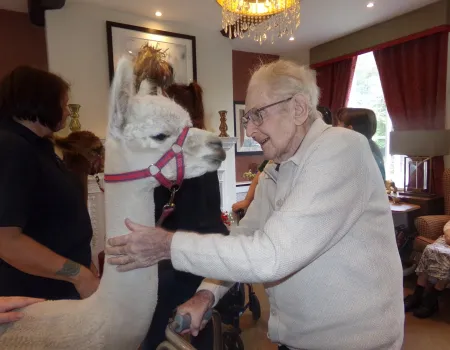 A visit from Alpacas!