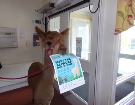 A visit from Alpacas!
