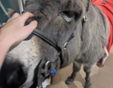 Edna the Donkey