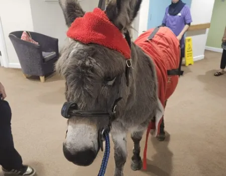 Edna the Donkey